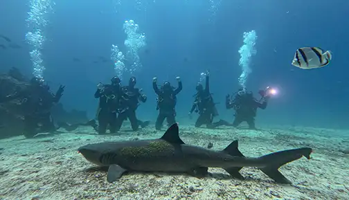 Divers posing for a photo next to a white tip shark.